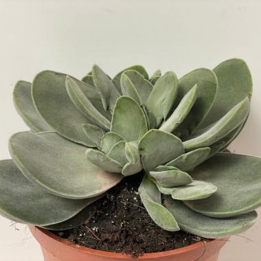 Crassula cotyledonis